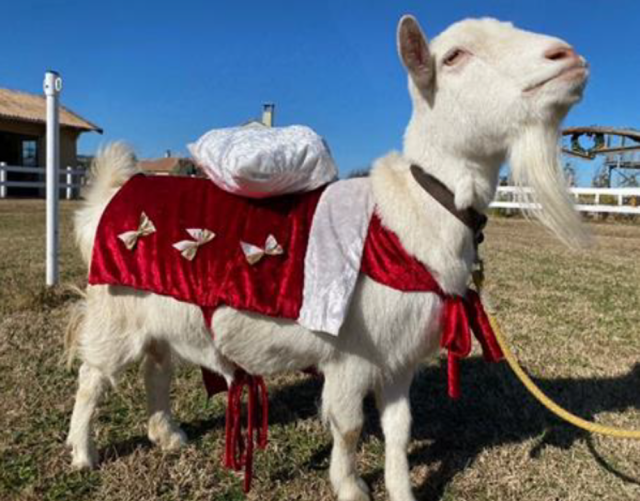 アニマルヴィレッジのトナカイ？！達と写真を撮ろう